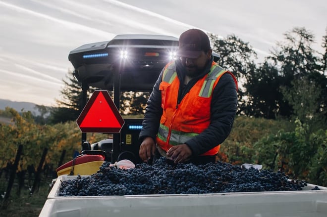 Harvesting grapes