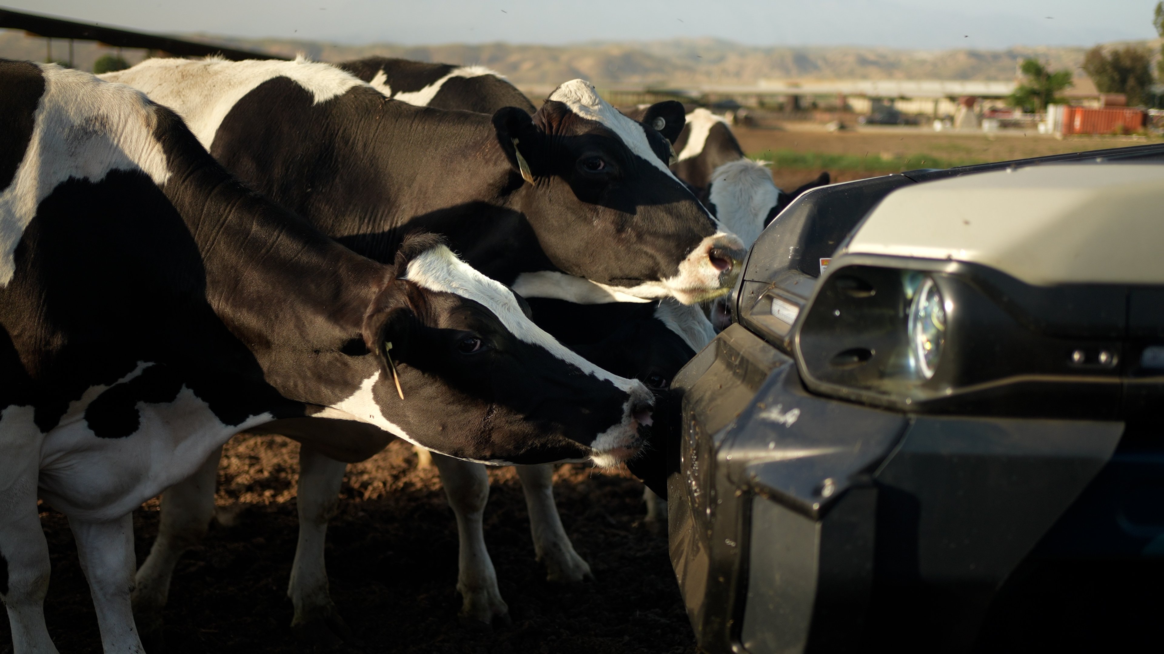 Livestock with MK-V tractor