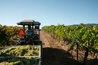 MK-V Helps Freshman Vineyard Owner Find Success in First Year