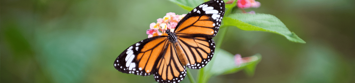 Monarch Butterfly