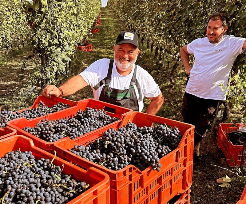 Harvest Season in Europe